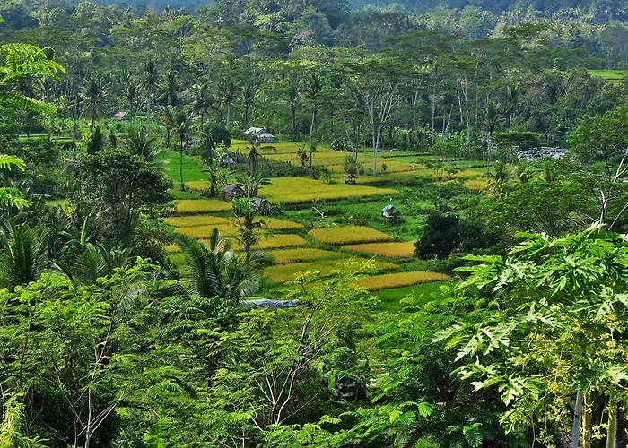 D'rija View