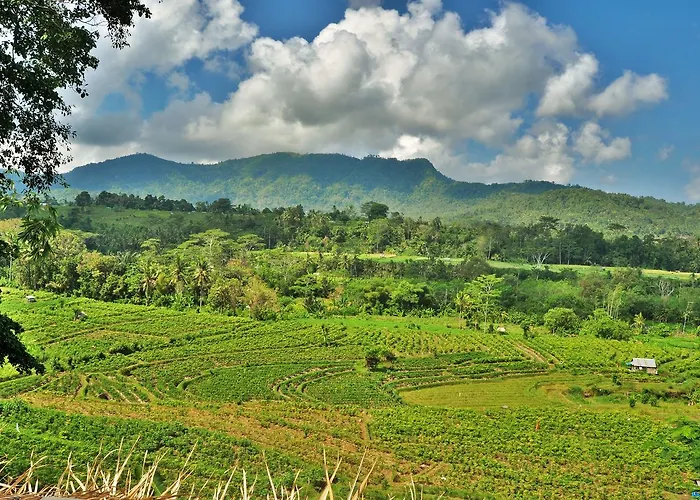 D'rija View *
